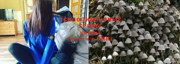 PSILOCYBIN Аркадак